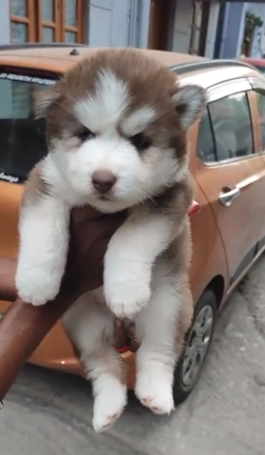 Order Female Siberian Husky  Puppy from Goa